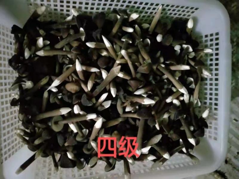 黑皮鸡枞菌包供销全国地理位置优越欢迎各地客商采购