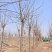 【刺槐】推荐6-20公分刺槐、大量供应、红花刺槐协助装车