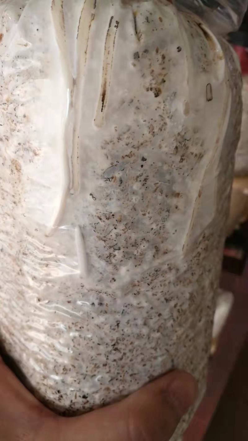 精品黑皮鸡枞菌包大量上市品质优良价格实惠
