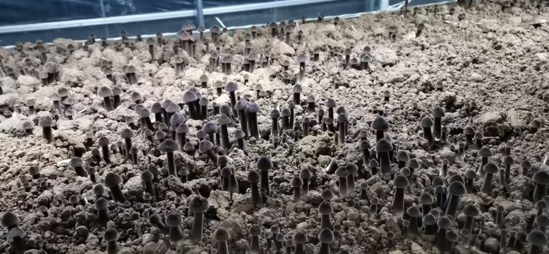 精品黑皮鸡枞菌包大量上市品质优良价格实惠
