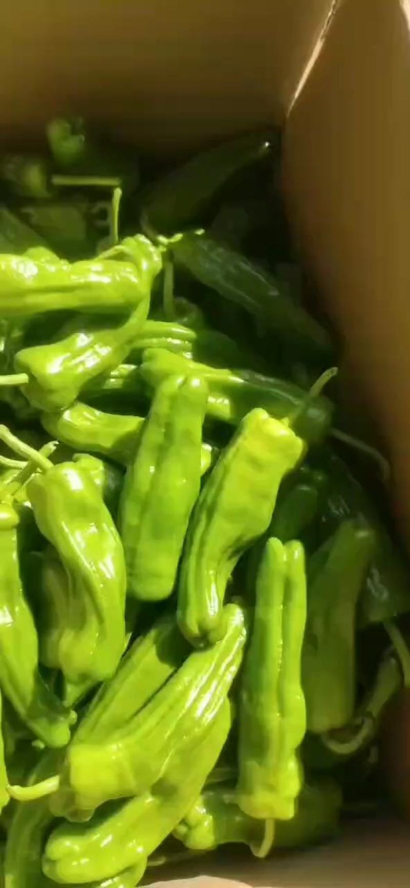 新鲜辣椒，新苗刚出炉，质量都是走市场和供超市的，服务到位