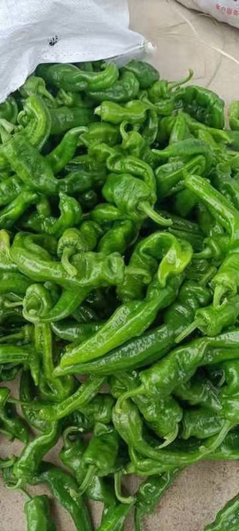 新鲜辣椒，新苗刚出炉，质量都是走市场和供超市的，服务到位