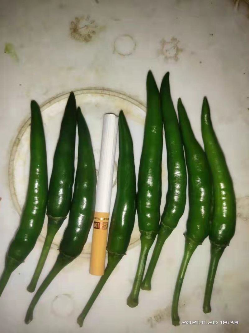 新鲜辣椒，新苗刚出炉，质量都是走市场和供超市的，服务到位