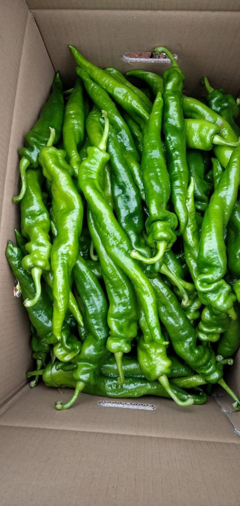 新鲜辣椒，新苗刚出炉，质量都是走市场和供超市的，服务到位