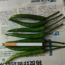 新鲜辣椒，新苗刚出炉，质量都是走市场和供超市的，服务到位