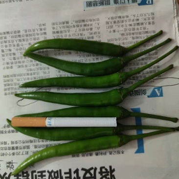 新鲜辣椒，新苗刚出炉，质量都是走市场和供超市的，服务到位