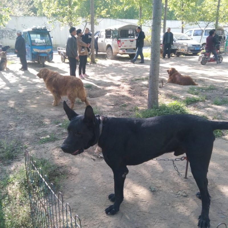 纯种，大型黑狼犬，幼犬，看家护院的好帮手，