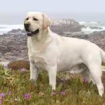 纯种的拉不拉多犬，幼犬，品种纯正，很温顺可爱，