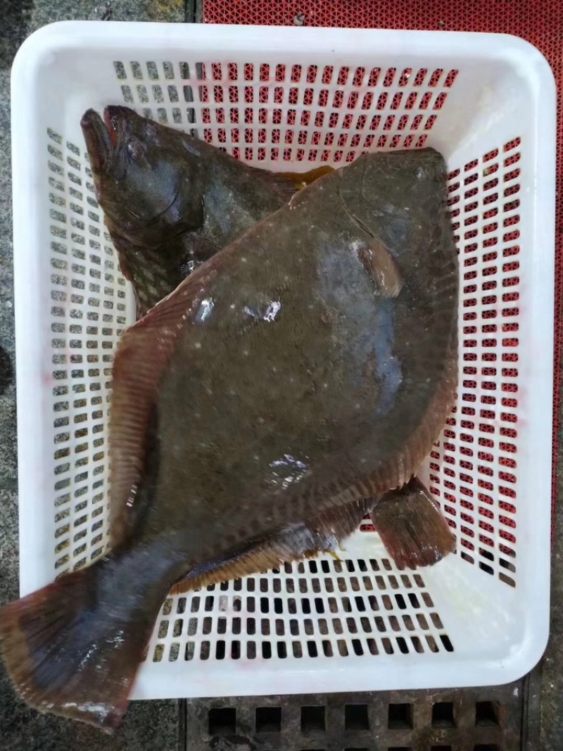 大连活比目鱼鸦片鱼批发