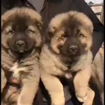 纯种大型犬，高加索，成年犬，幼犬。体行大，非常可怕，