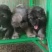 纯种大型犬，高加索，成年犬，幼犬。体行大，非常可怕，
