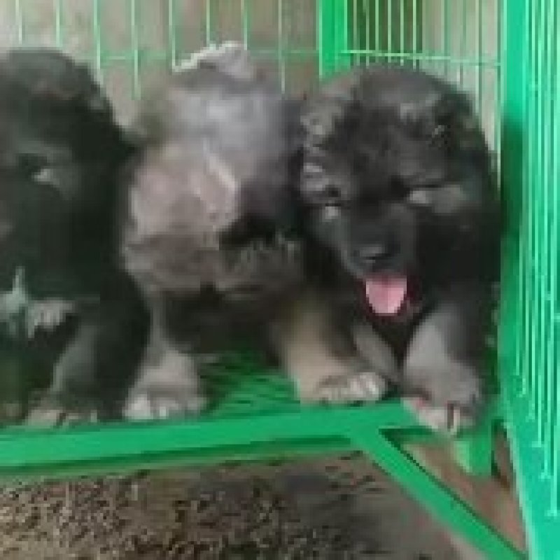 纯种大型犬，高加索，成年犬，幼犬。体行大，非常可怕，