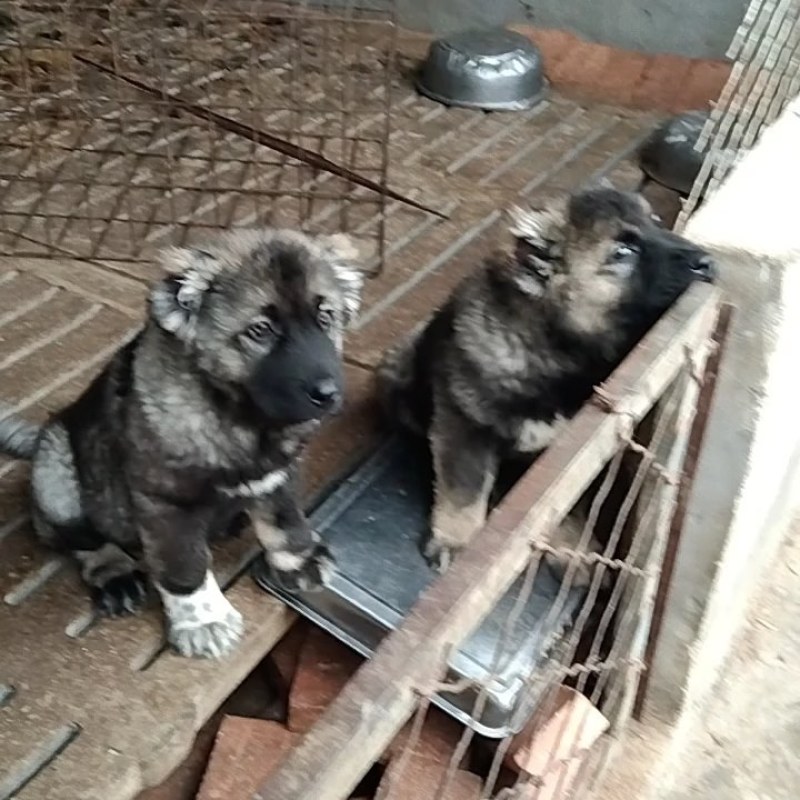 纯种大型犬，高加索，成年犬，幼犬。体行大，非常可怕，