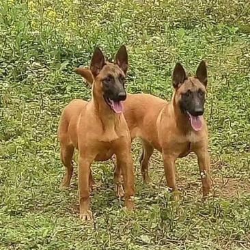 纯种爆红马犬，颜色好，品种纯，体行好。好训练。