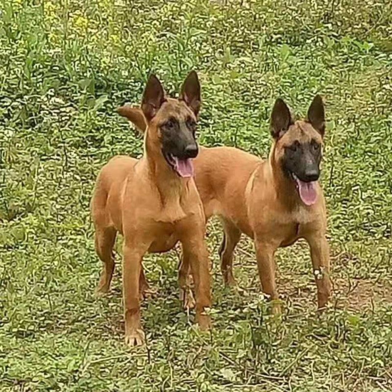 纯种爆红马犬，颜色好，品种纯，体行好。好训练。
