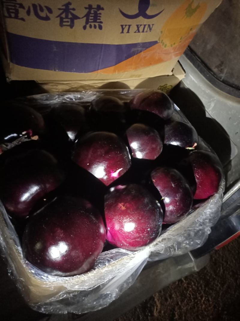 温室大棚圆茄大量上市口感好皮毛亮耐运输产地直销