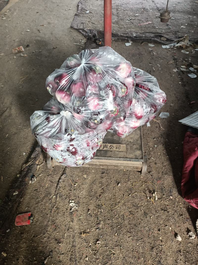 温室大棚圆茄大量上市口感好皮毛亮耐运输产地直销