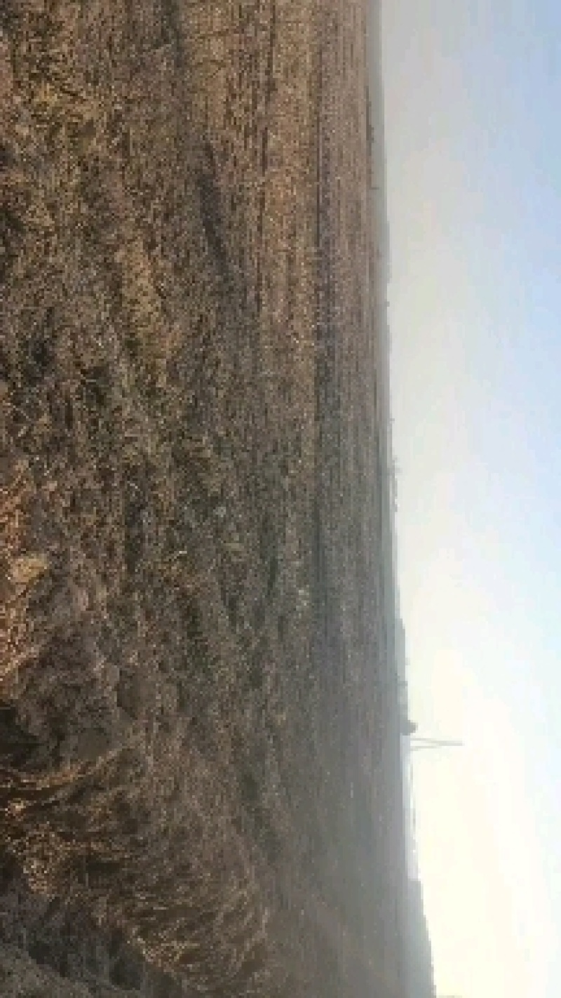 土地，带补贴，河水灌溉，改良好的大面积万亩良田