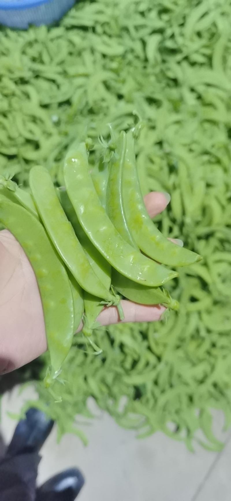 寒冷的冬天玉姐向家人们问好！我们家大量荷兰豆已上市咯