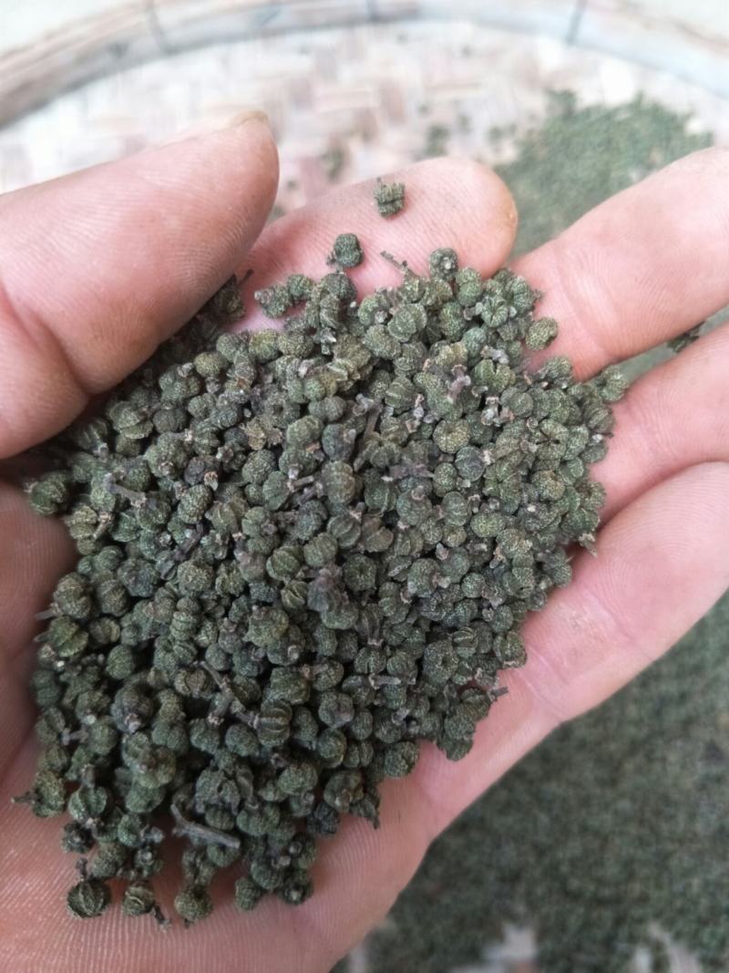 吴茱萸
