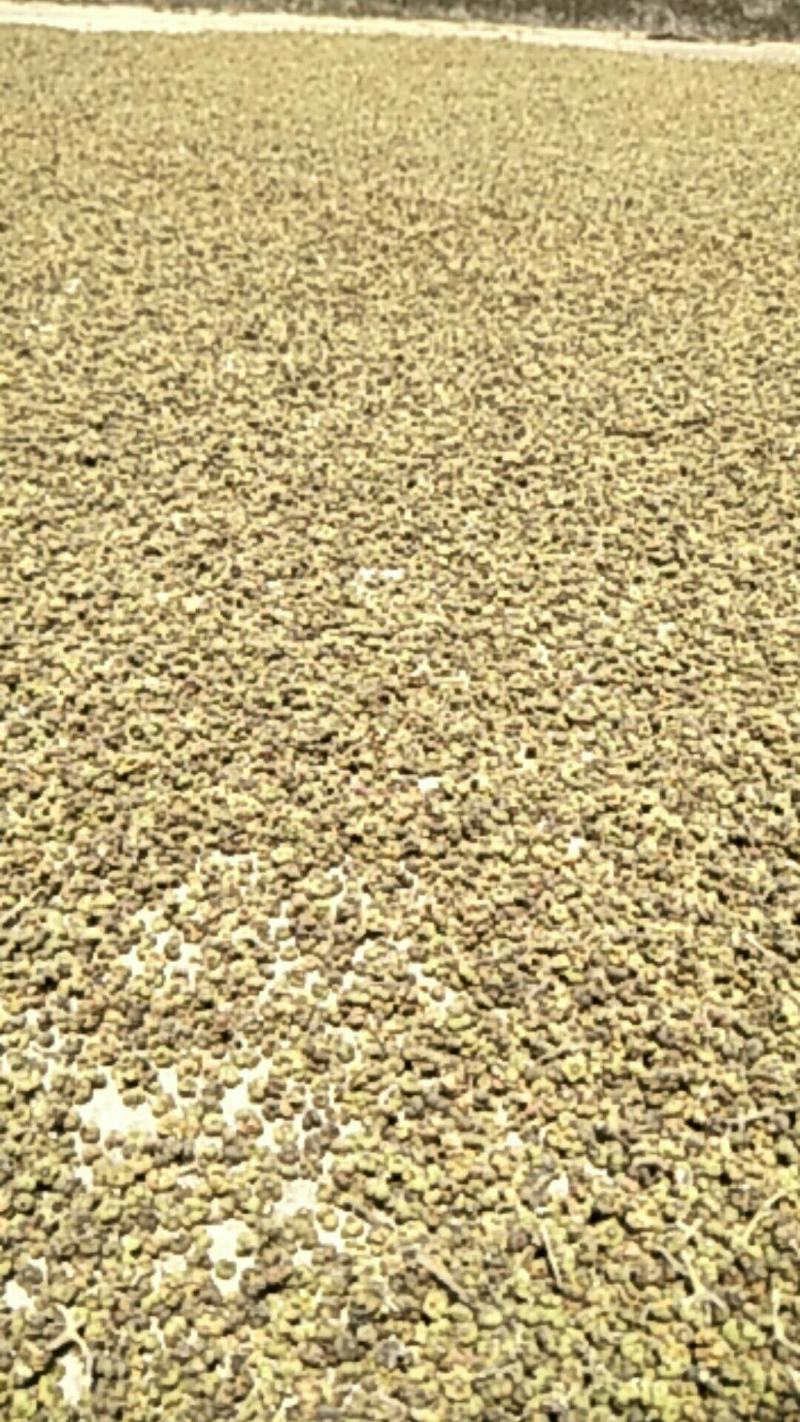 吴茱萸