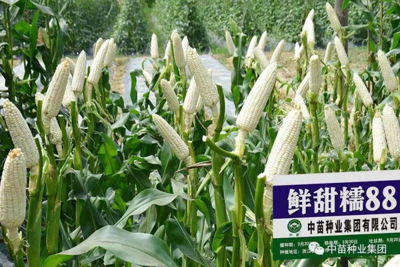 鲜甜糯88白糯玉米种子911甜糯808玉米种子品种