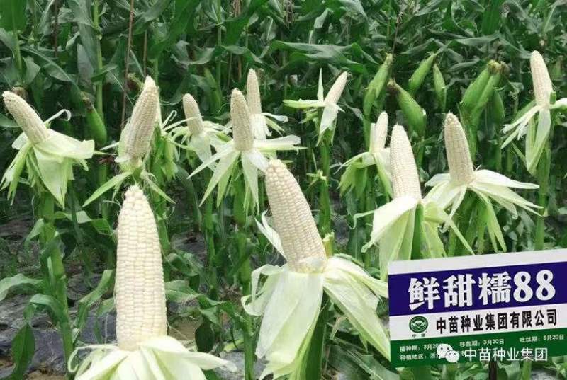 鲜甜糯88白糯玉米种子911甜糯808玉米种子品种