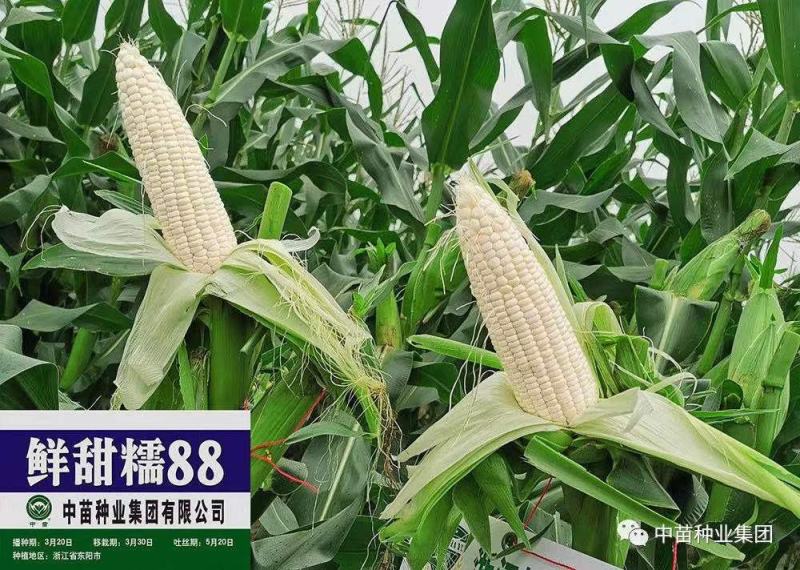 鲜甜糯88白糯玉米种子911甜糯808玉米种子品种