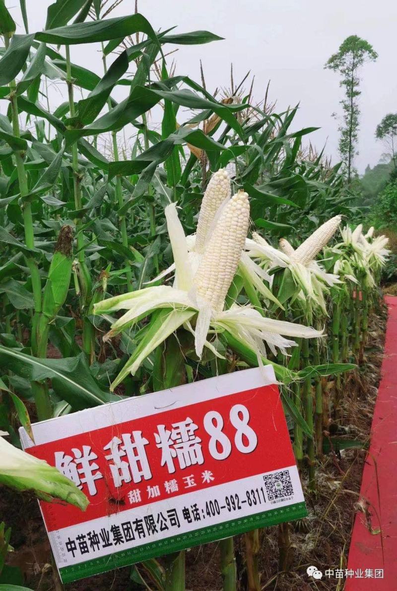 鲜甜糯88白糯玉米种子911甜糯808玉米种子品种