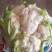 【当季热销】菜花陕西实花菜产地直供一手货源