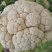 【当季热销】菜花陕西实花菜产地直供一手货源