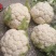 【当季热销】菜花陕西实花菜产地直供一手货源