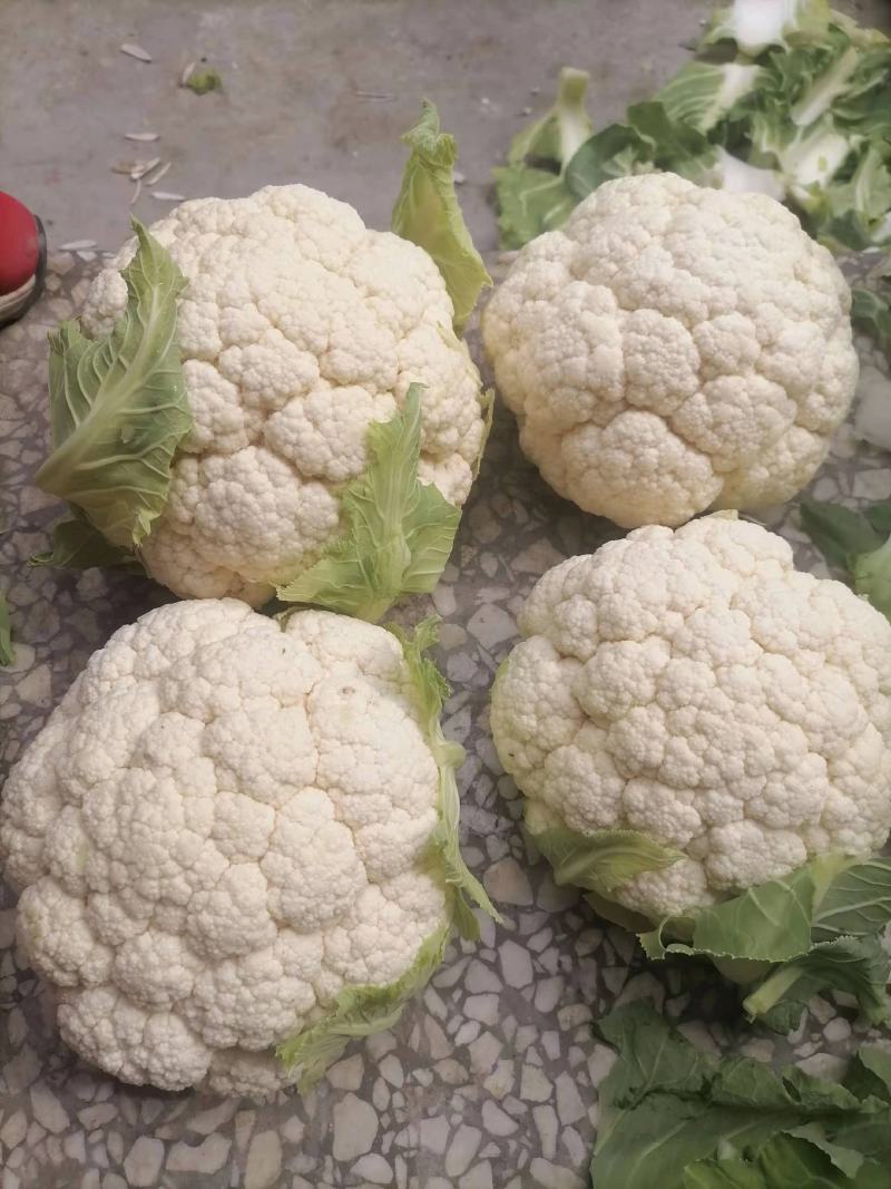 【当季热销】菜花陕西实花菜产地直供一手货源