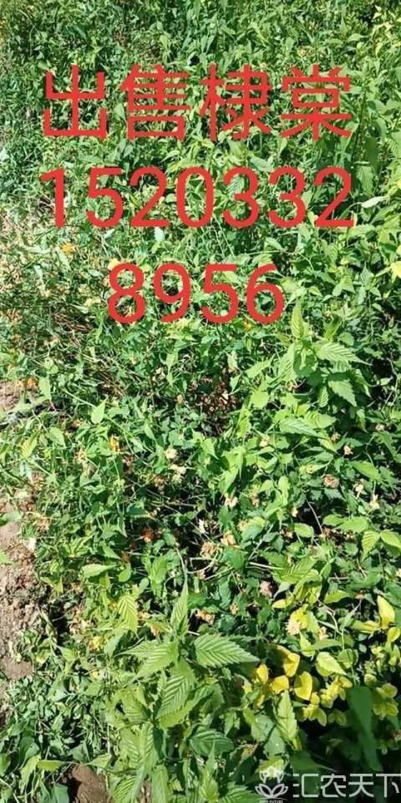 棣堂绿化苗木工程苗地堂。