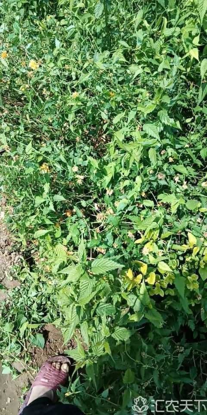 棣堂绿化苗木工程苗地堂。