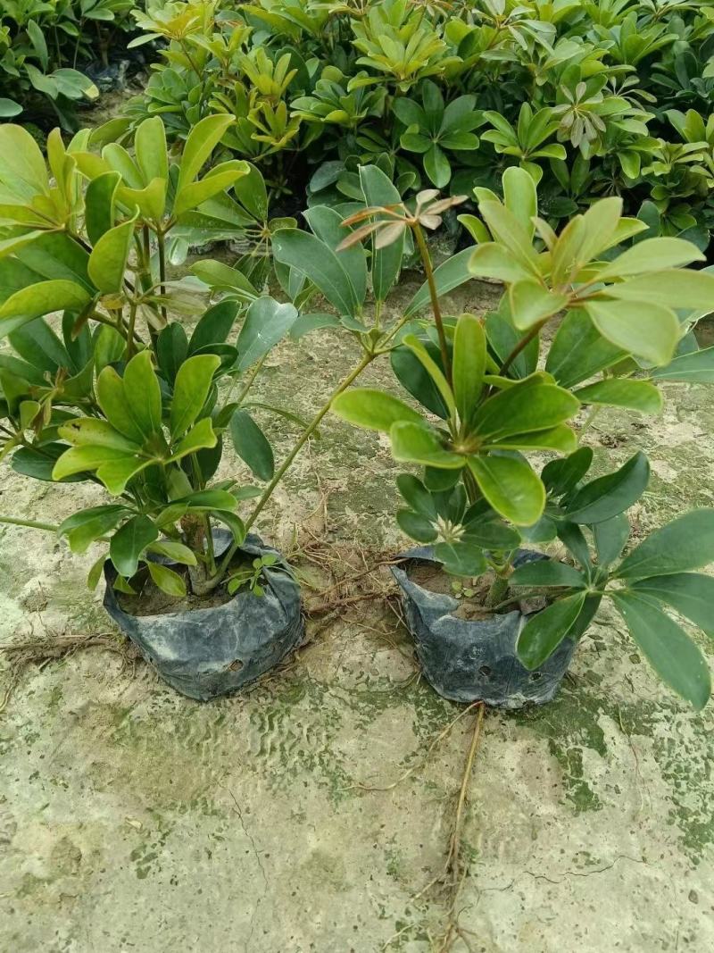 鸭脚木各种规格有需要的联系量大优惠欢迎咨询