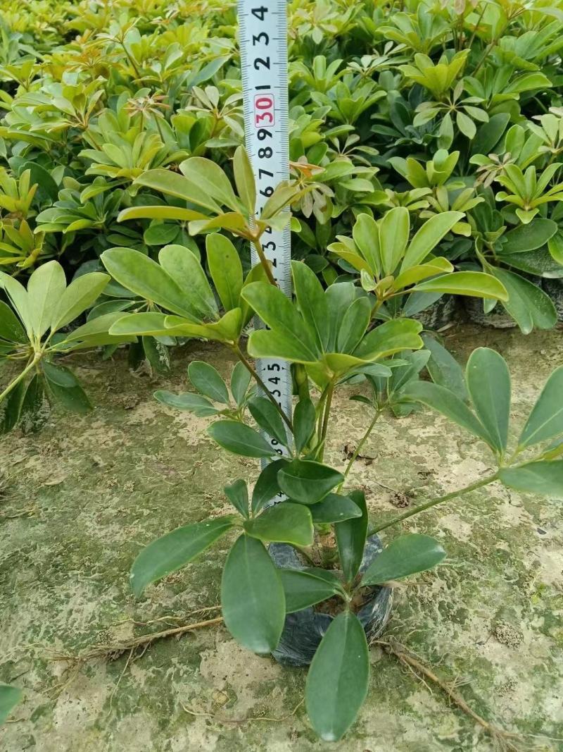 鸭脚木各种规格有需要的联系量大优惠欢迎咨询