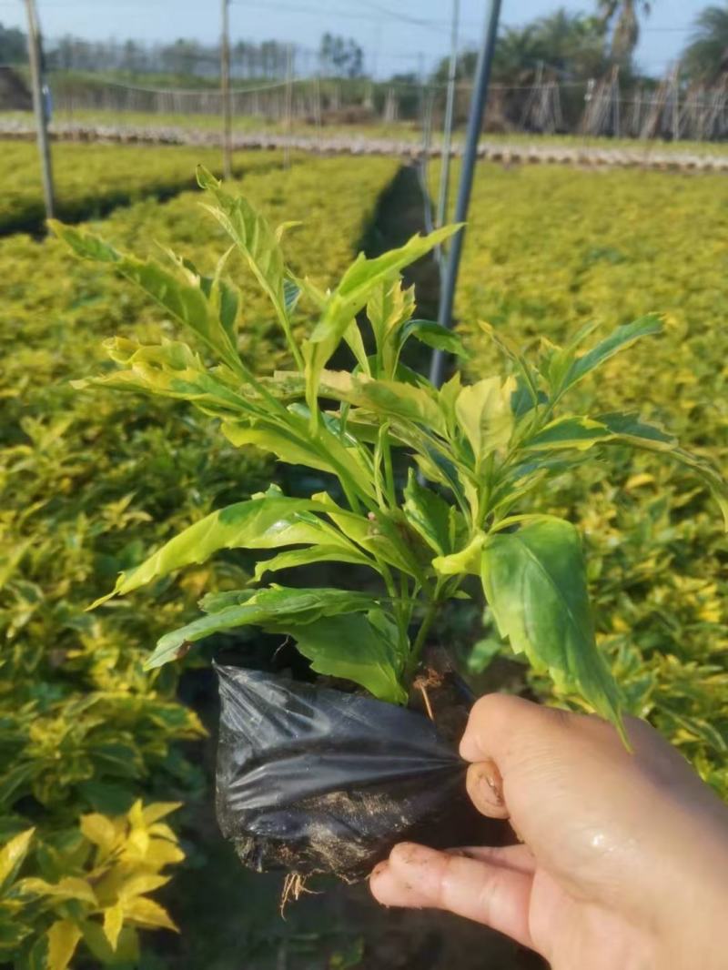 金边假连翘各种规格有需要的联系量大优惠。