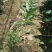 刨花润楠芽苗，无访布袋苗经济林和绿化树，欢迎来电