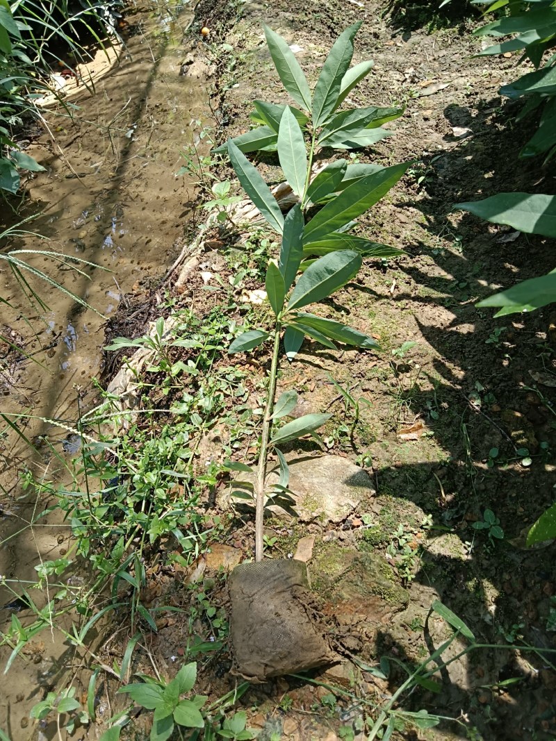 刨花润楠芽苗，无访布袋苗经济林和绿化树，欢迎来电