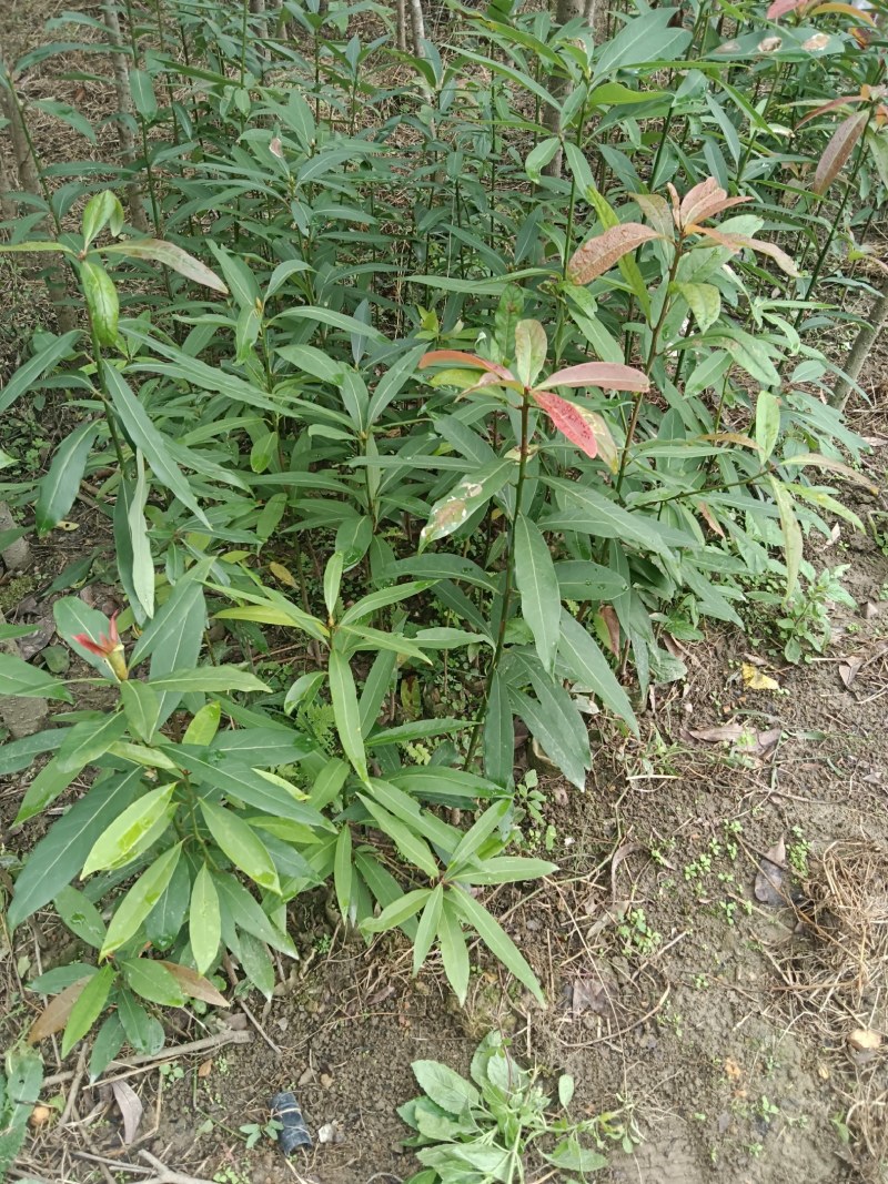 刨花润楠芽苗，无访布袋苗经济林和绿化树，欢迎来电