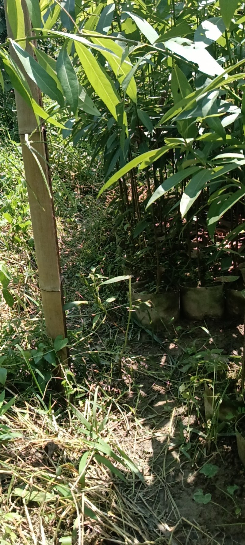 刨花润楠芽苗，无访布袋苗经济林和绿化树，欢迎来电