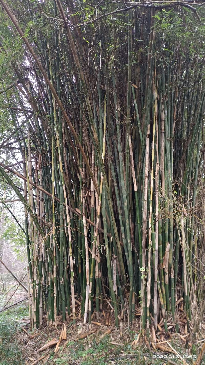 泰竹