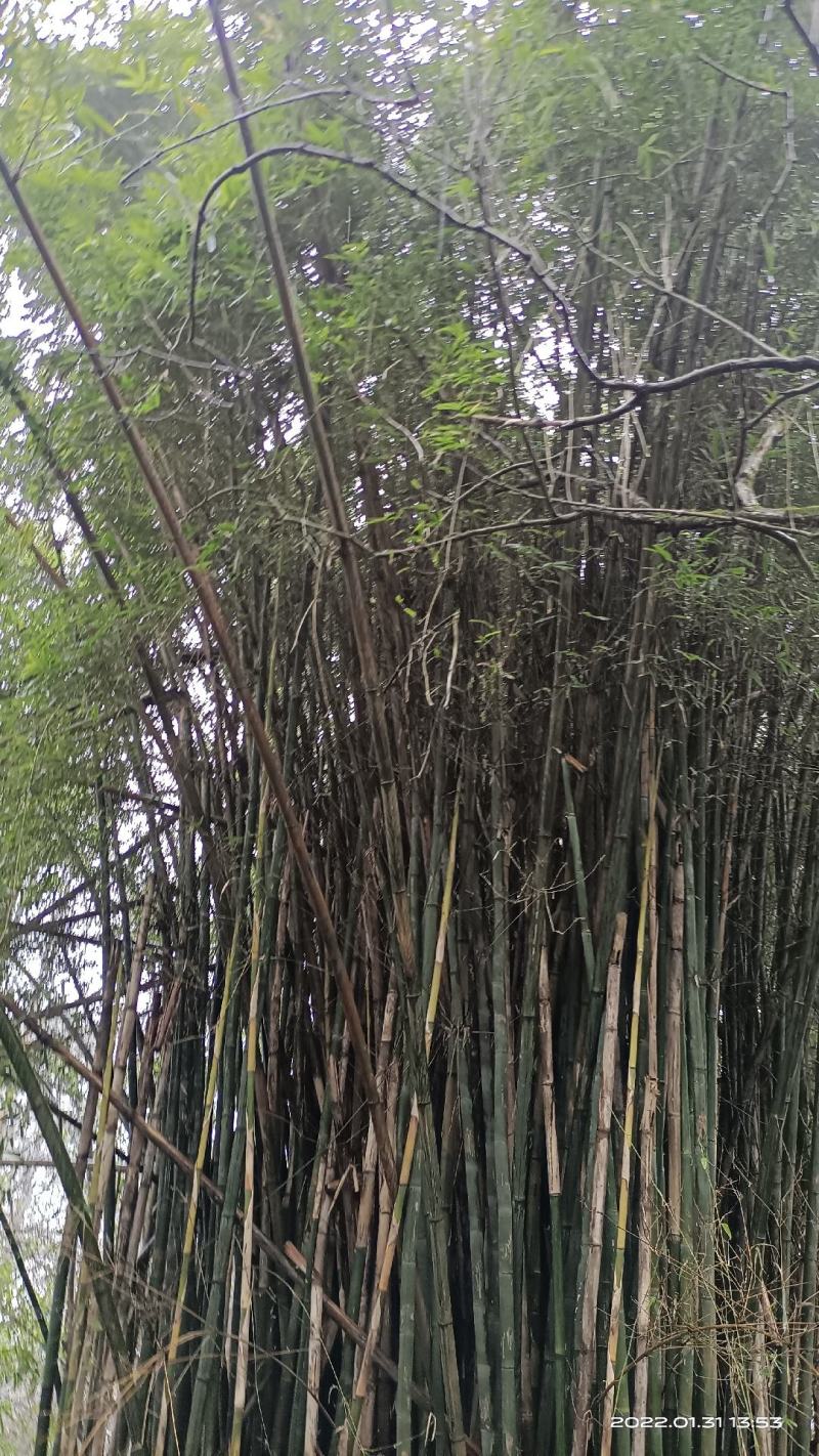泰竹