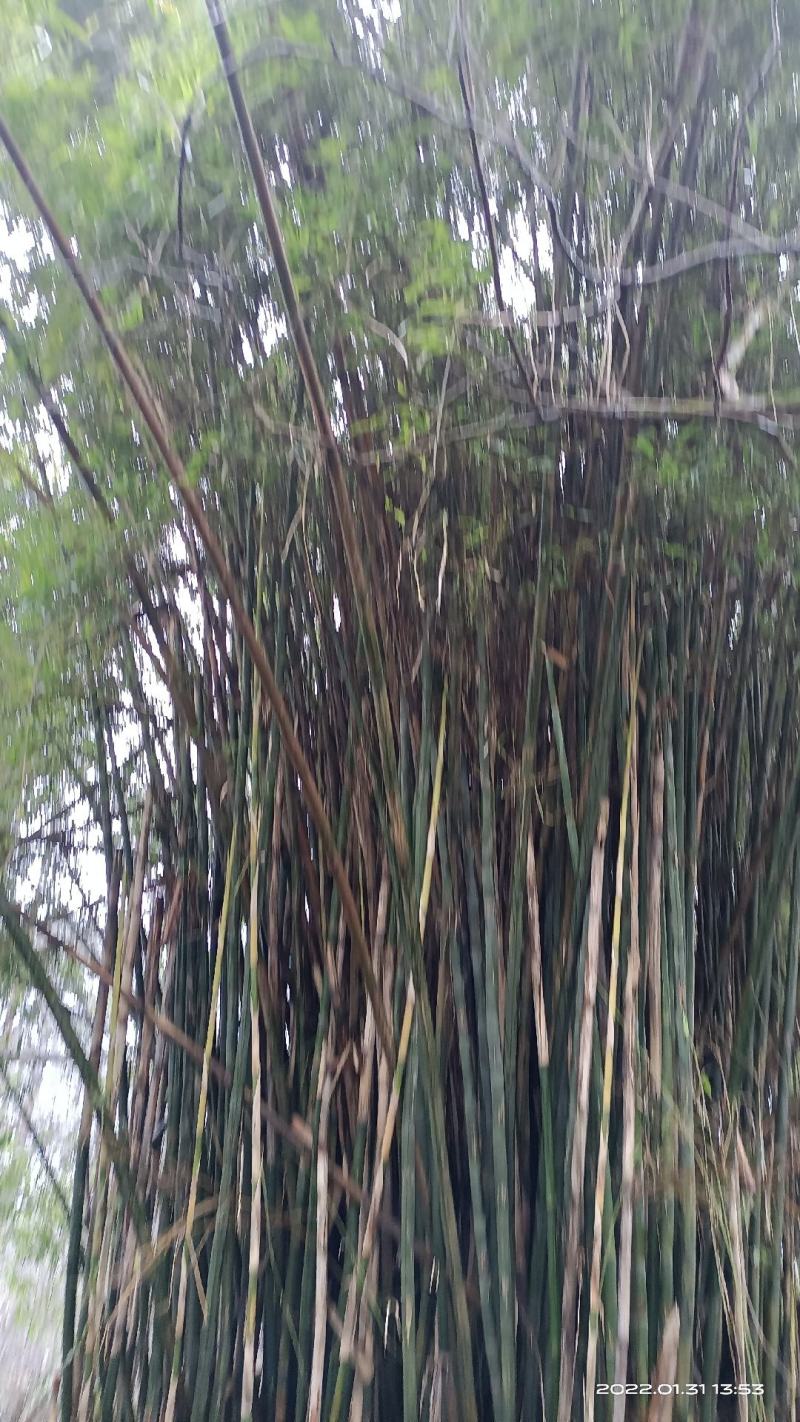 泰竹