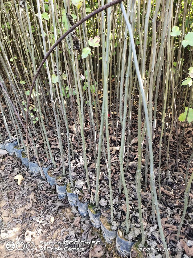 枫香小苗枫香树苗枫香袋苗枫香批发，