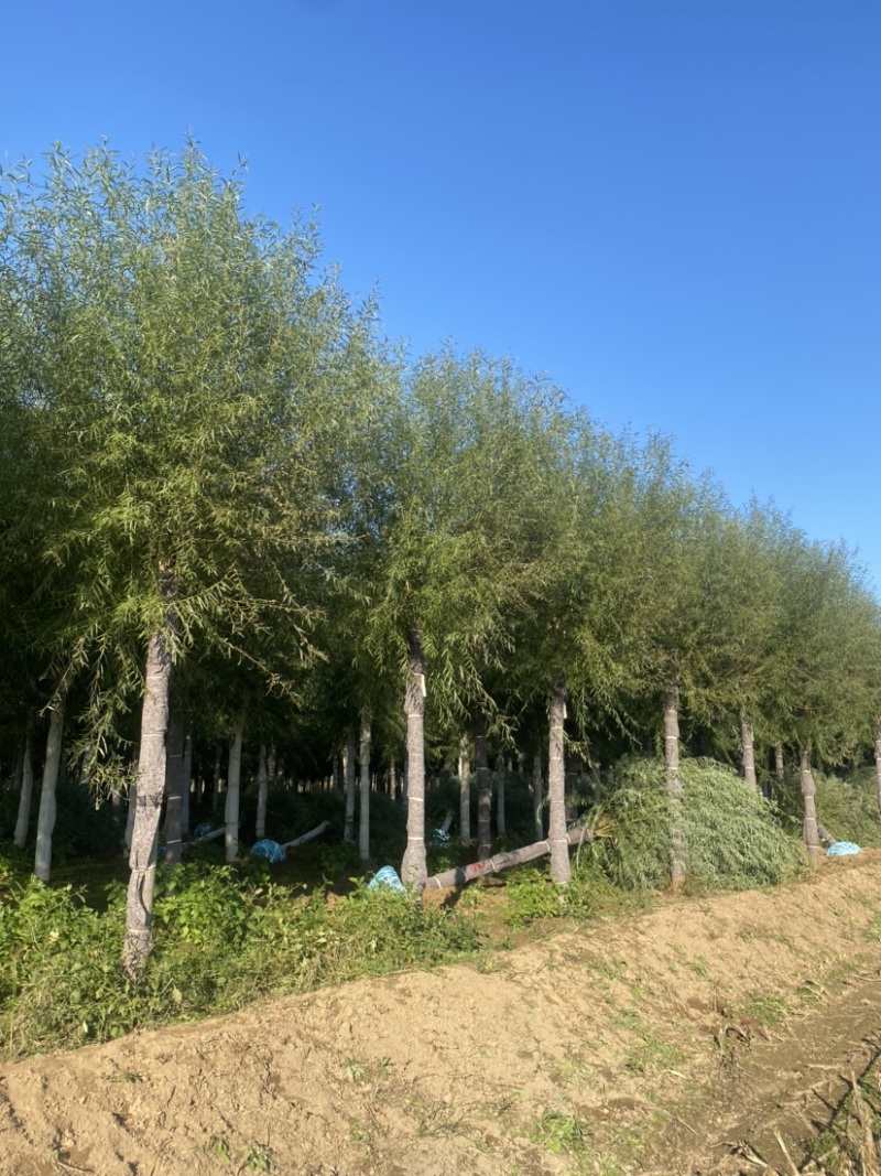 推荐：8公分10公分15公分馒头柳、旱柳、量大