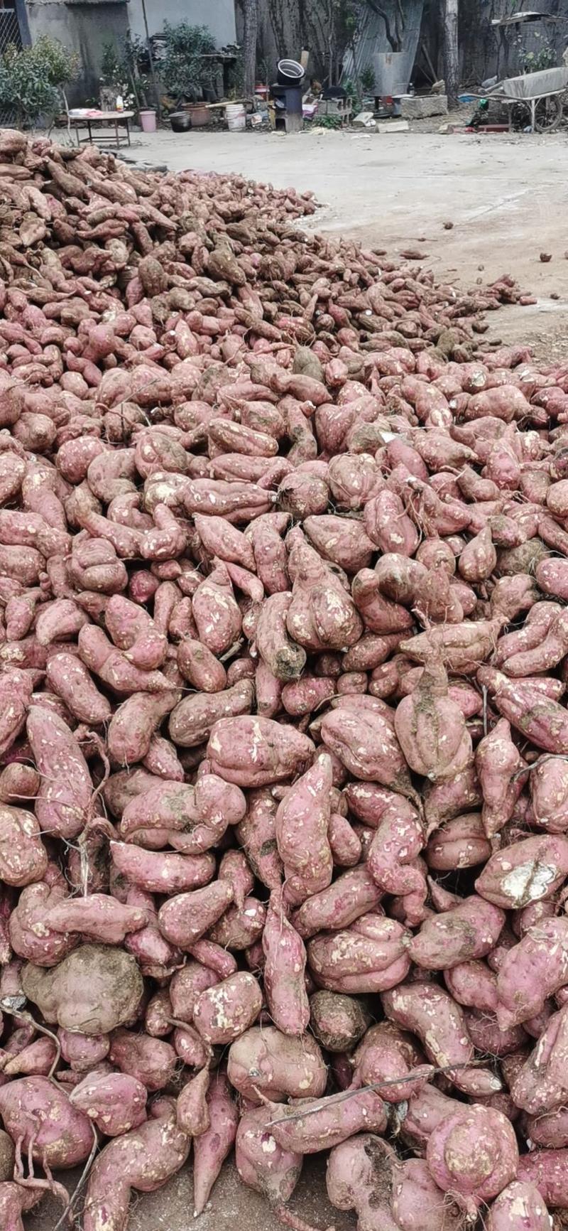 山东淀粉红薯淀粉农户自产，纯度高量大从优
