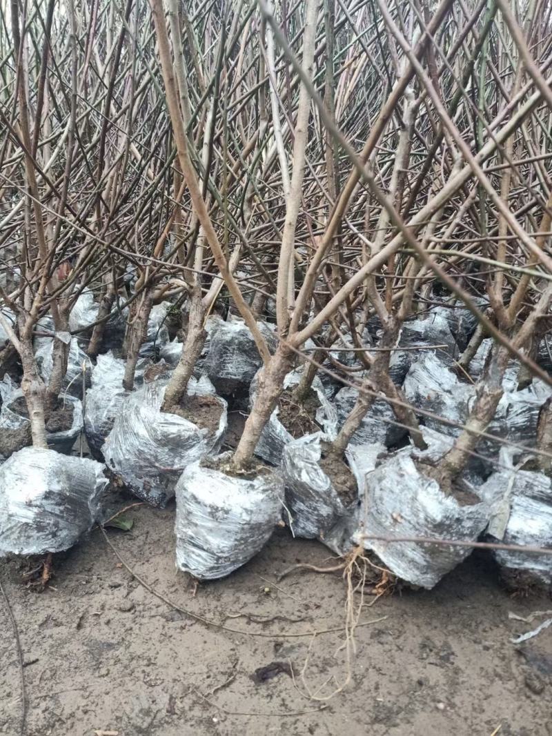 梅花盆景树桩腊梅盆景美人梅朱砂梅盆栽树桩耐寒植物绿梅红梅