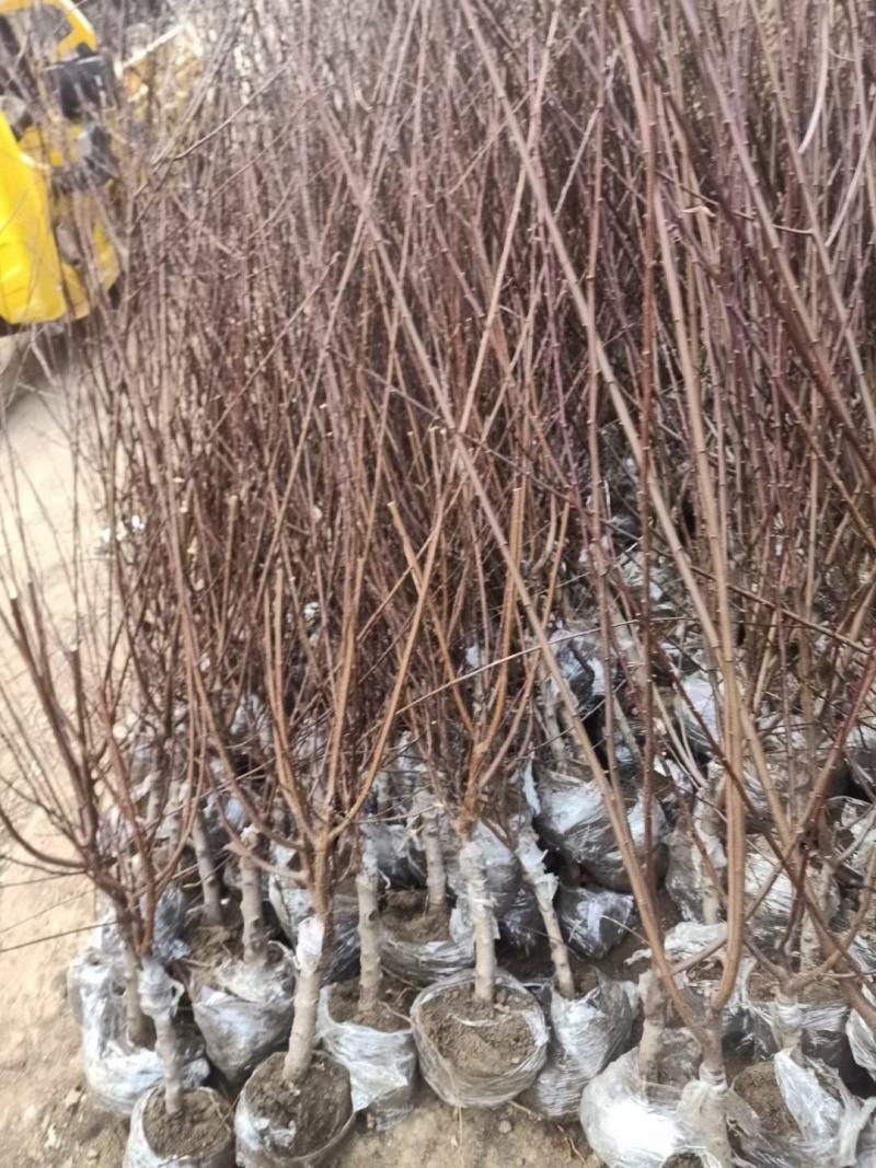 梅花盆景树桩腊梅盆景美人梅朱砂梅盆栽树桩耐寒植物绿梅红梅